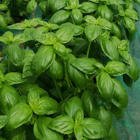 Semi di Basilico Anice
