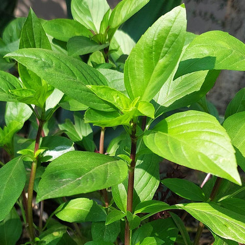 Semi di Basilico Thailandese