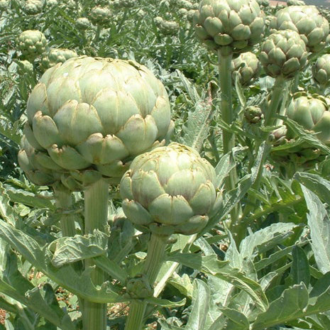 Semi di Carciofo Romanesco