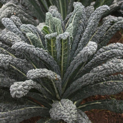 Semi di Cavolo Nero