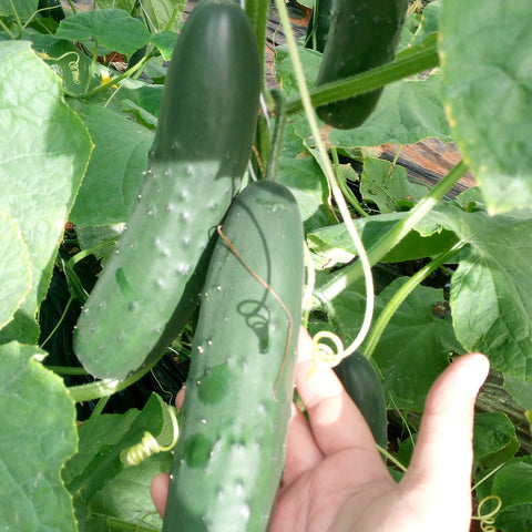 Semi di Cetriolo Americano Spinoso