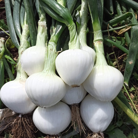 Semi di Cipolla Bianca