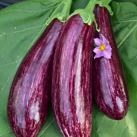 Semi di Melanzana Viola Striata