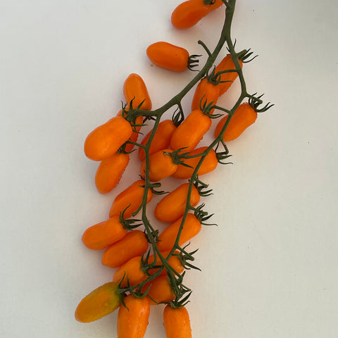Semi di Pomodoro Indeterminato Datterino Arancione