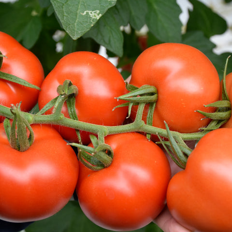 Semi di Pomodoro Indeterminato Grappolo Rosso