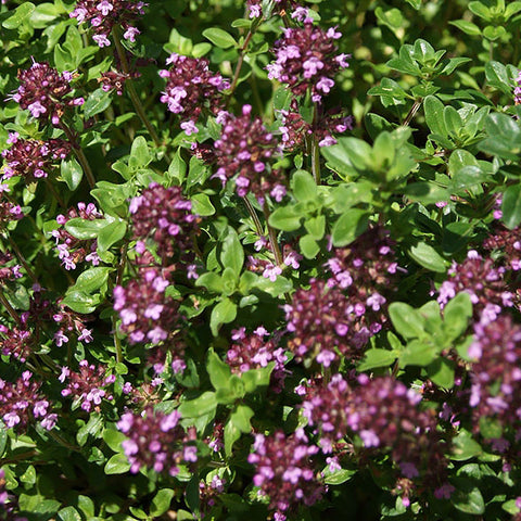 Semi di Timo Viola