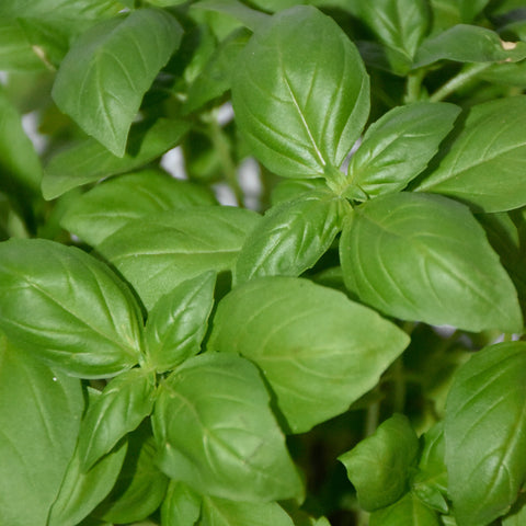 Basilico
