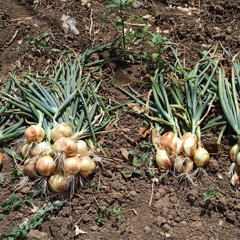 Semi di Cipolla Dorata