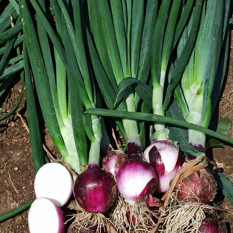 Cipolla