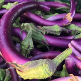 Semi di Melanzana Violetta Lunga