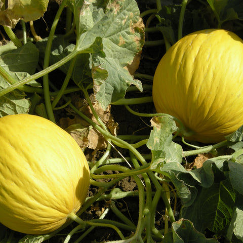 Melone