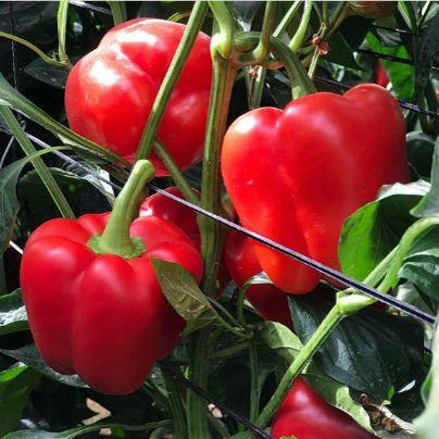 Semi di Peperone Rosso