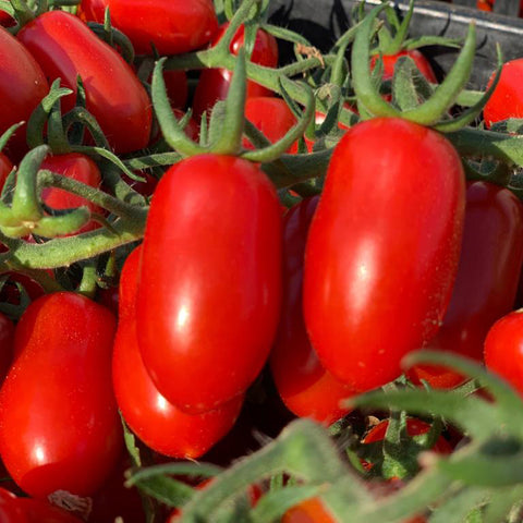 Semi di Pomodoro Indeterminato Datterino Rosso