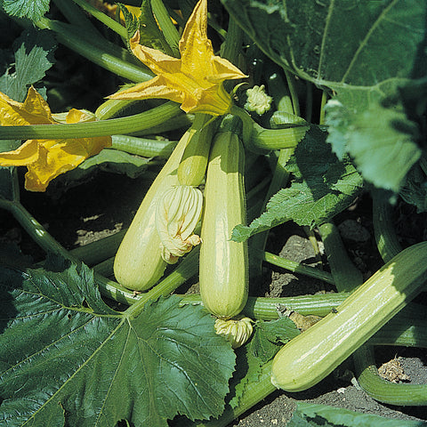 Semi di Zucchino Verde Chiaro