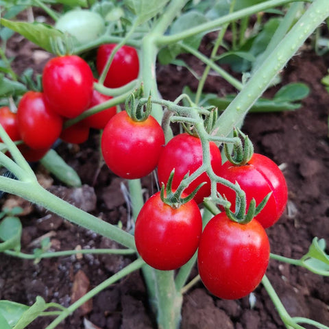 Pomodoro determinato